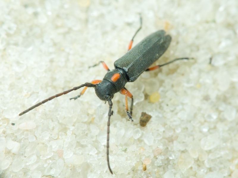 Phytoecia pustulata (Schrank, 1776)